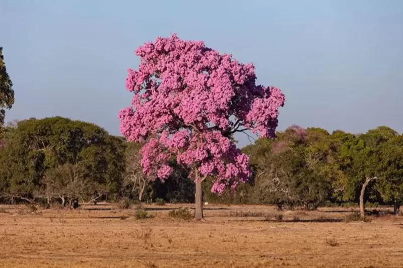 flora-no-pantanal-1-1024x683