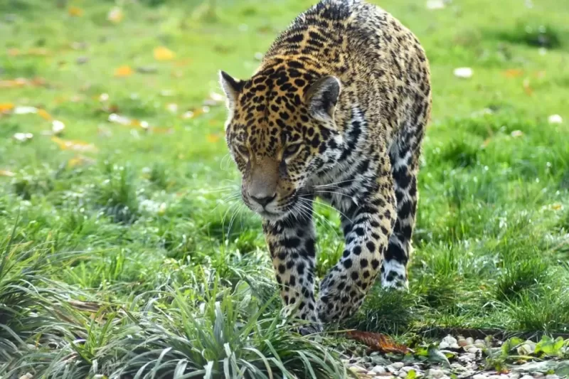 int-onca-pintada-1024x683