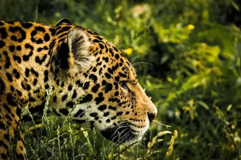 onca-pintada-3-1024x683