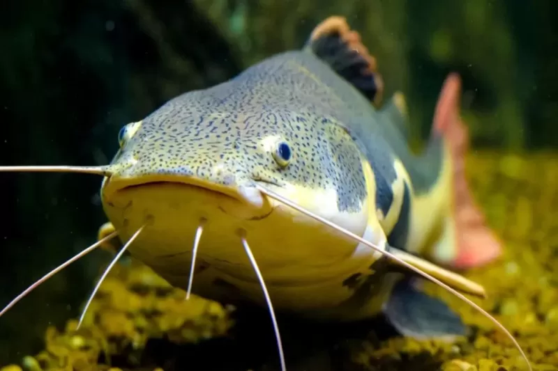 peixe-pirarara-1024x683