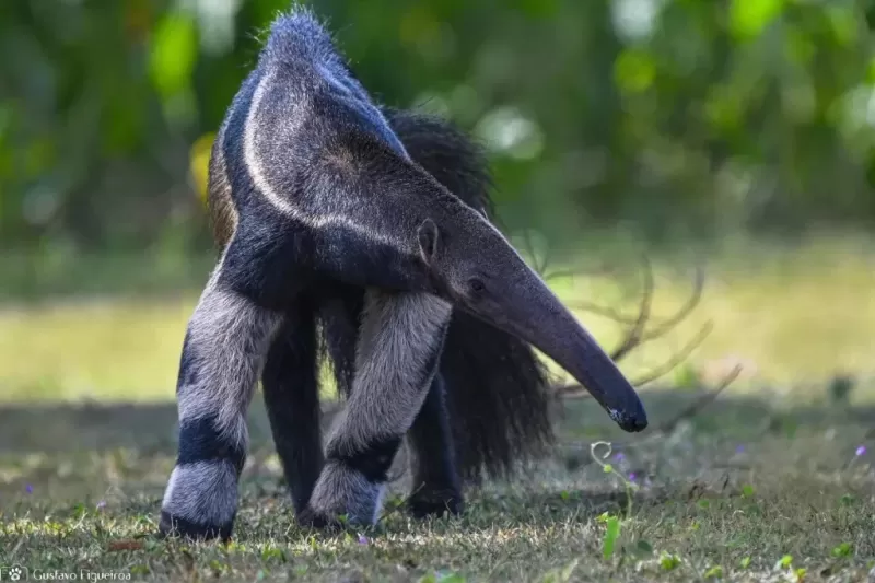 int-tamandua-bandeira-1024x683