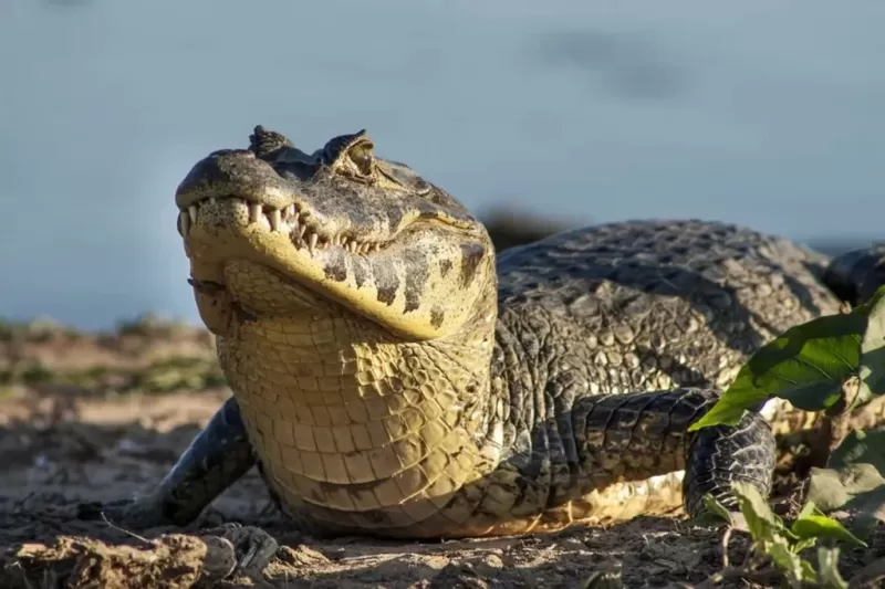 pantanal-e-um-bioma-1024x683