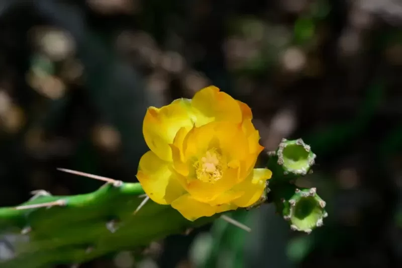 flora-do-Cerrado-1-1024x683