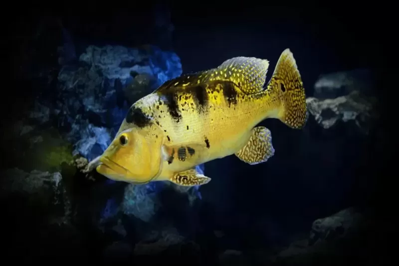 peixe-tucunare-1024x683