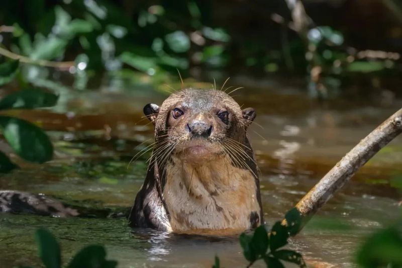 animais-raros-1024x683 (1)