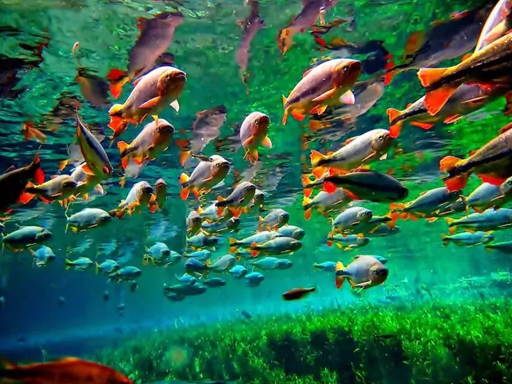 O-Pantanal.jpeg